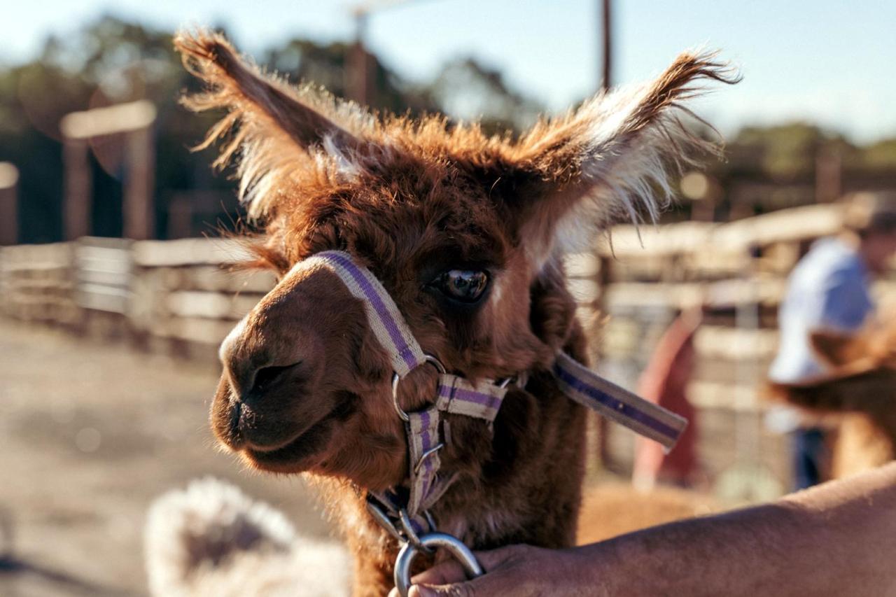 Hunter Valley Resort, Hunter Farm Adventure Centre & 4 Pines At The Farm Pokolbin Eksteriør billede