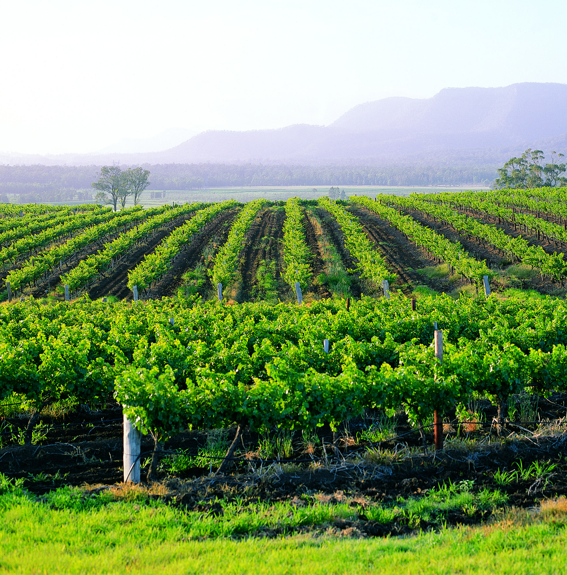 Hunter Valley Resort, Hunter Farm Adventure Centre & 4 Pines At The Farm Pokolbin Eksteriør billede